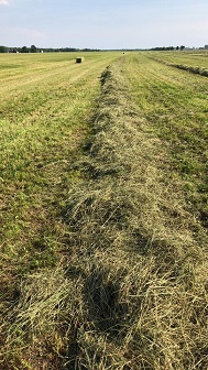 Grass Alfalfa Mix Hay
